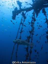 Detail of the Union Star, Perhentian, Malaysia. by Erika Antoniazzo 